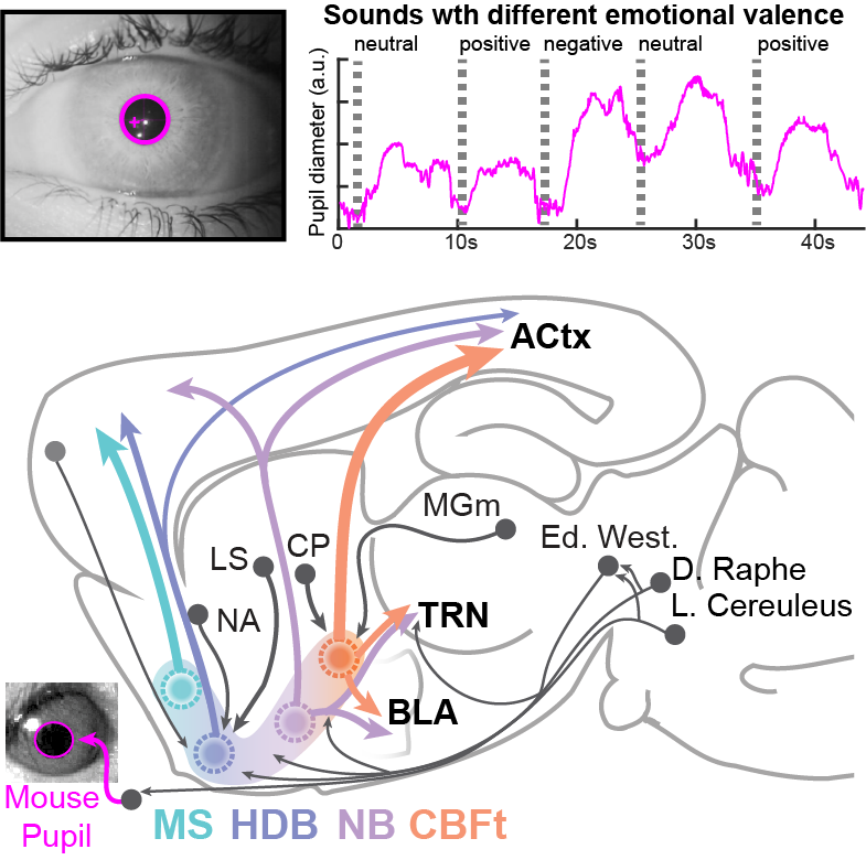 Figure from the lab's modulation research.