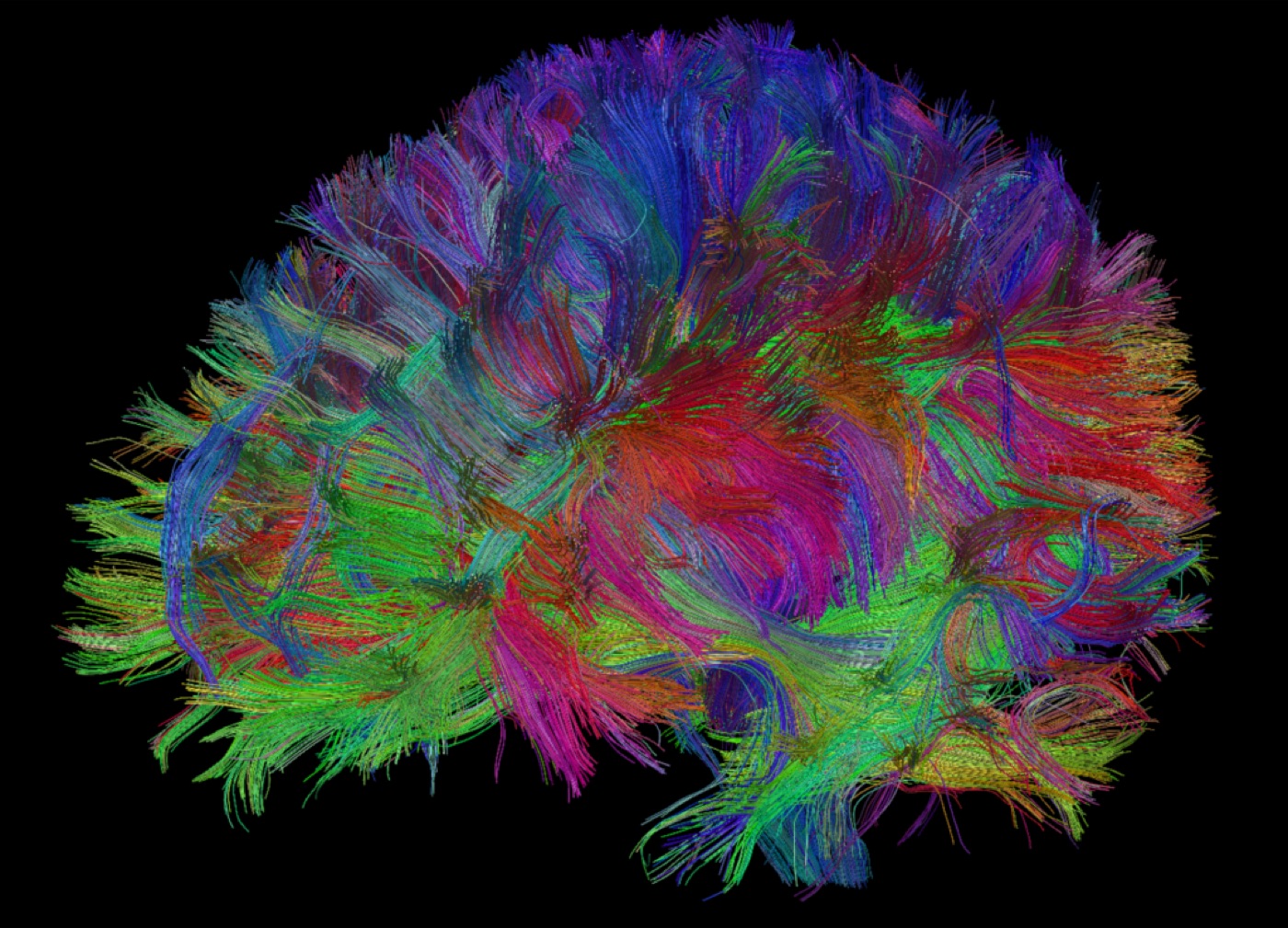 Reconstruction of neurons and their processes.