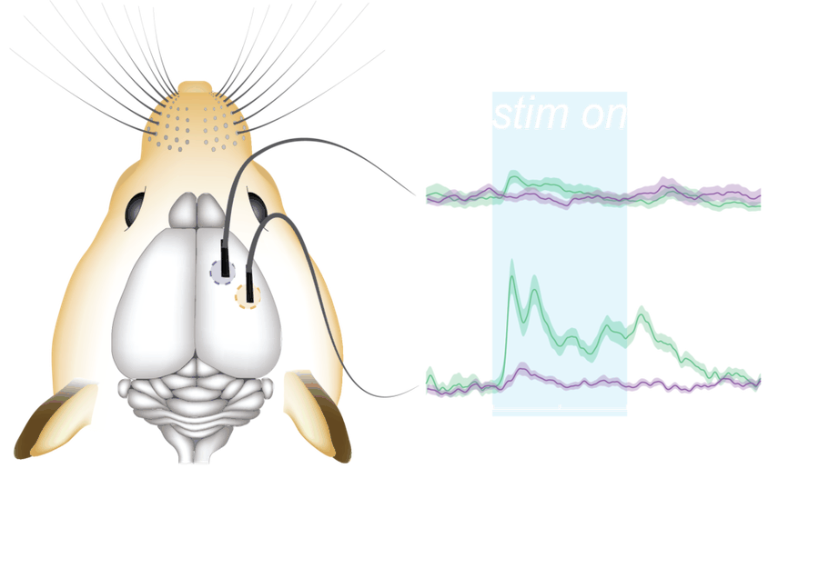 Fiber photometry