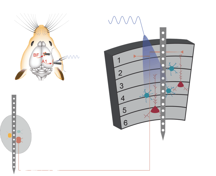 Optogenetics