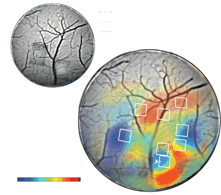 Widefield imaging